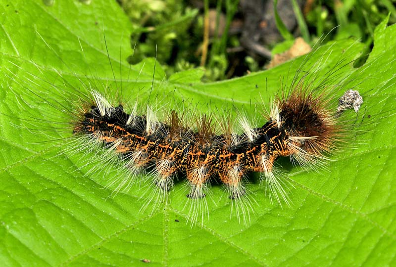 Lymantriidae, bruco e falena